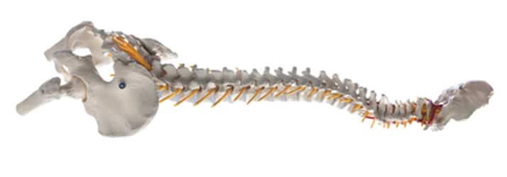 Chiropractic Dardenne Prairie MO Spine